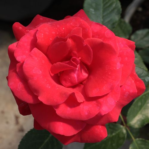 Gärtnerei - Rosa Corrida™ - rot - teehybriden-edelrosen - diskret duftend - Bernard Sauvageot - -